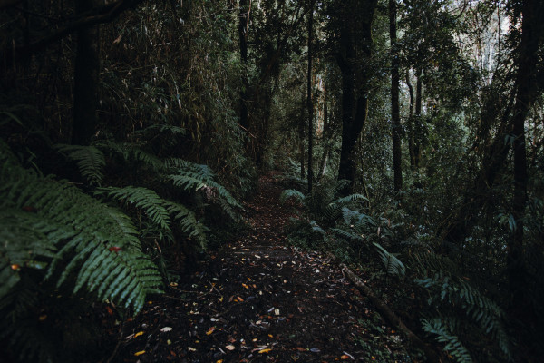 Bosque del Sur de Chile